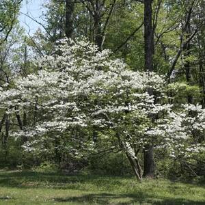 5 Gal. Appalachian Redbud Flowering Deciduous Tree with Pink Flowers
