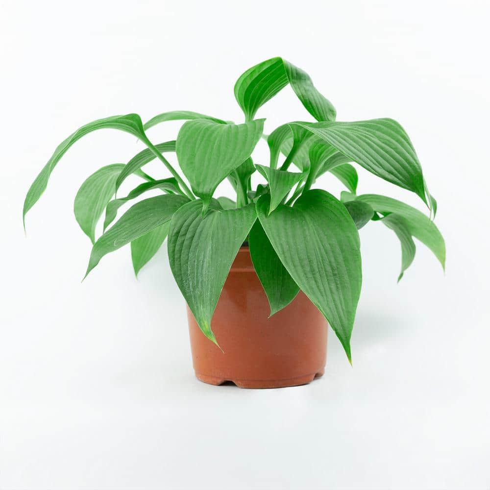 1 Gal. Blue Angel Hosta, Live Perennial Plant, Blue-Green Foliage