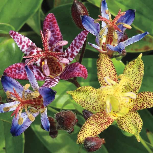 DIRECT GARDENING Toad Lily
