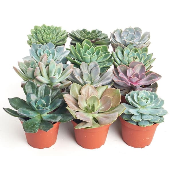 Shop Succulents 4 in. Rosette Succulent Collection Succulent (Collection of  12) R4-12 - The Home Depot
