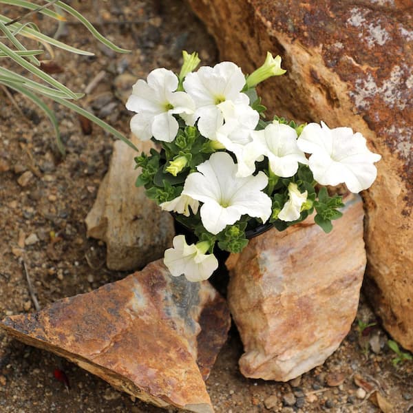 ALTMAN PLANTS White Petunias Flowers Garden Annual Plants in 4 in