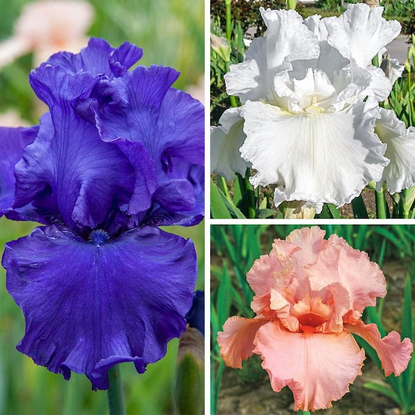 Reblooming Iris Mixture Dormant Bareroot Perenial Starter Plants (3-Pack)
