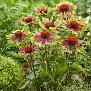 Echinacea (Coneflower) Green Twister Roots (Set of 3)