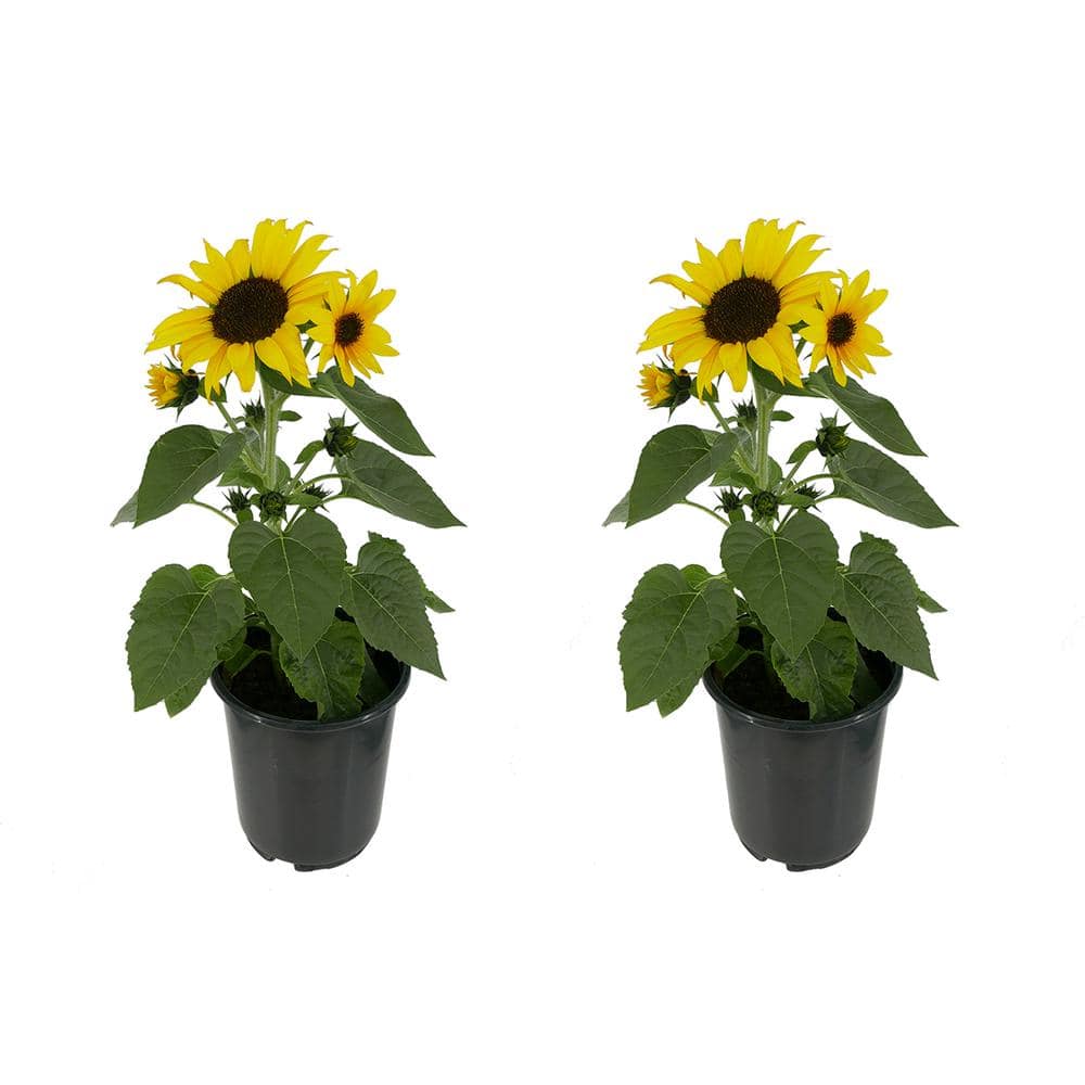 2.5 qt. Sunflower SunBuzz Annual Plant with Yellow Flowers - (2-Pack)