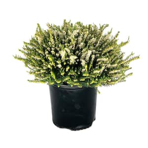 1.5 Gal. Mediterranean White Heather Live Shrub with White Flowers