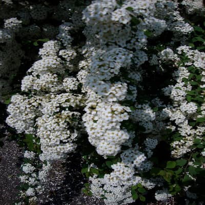 3 Gal. Bridal Wreath Spirea Flowering Shrub with White Flowers