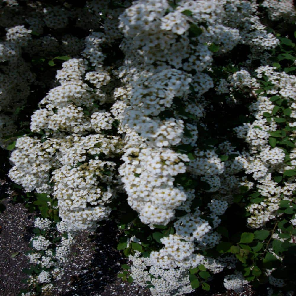 Online Orchards 1 Gal. Goldflame Spirea Shrub Neon Yellow Foliage Clashes  Beautifully Against Bright Red Flowers SBSP001 - The Home Depot