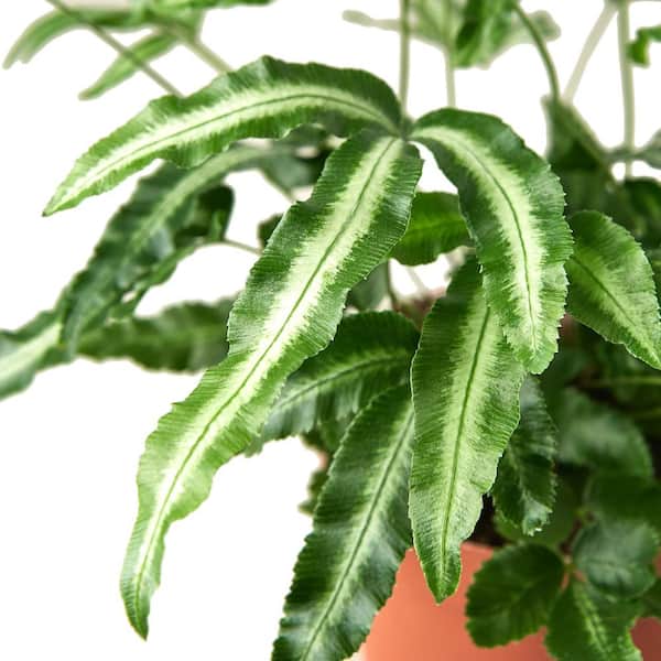 Unbranded Albo Fern (Pteris Cretica) Plant in 2 in. Grower Pot
