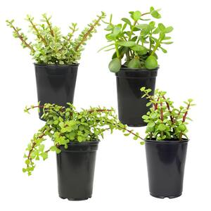 1 qt. Portulacaria Assorted Succulents (4-Pack)