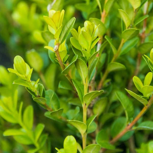1 Gal. Pot, Winter Gem Boxwood Potted Broadleaf Evergreen Shrub (1-Pack)