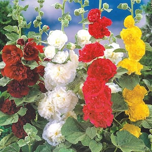 Double Hollyhock (Alcea) Mixture Live Bareroot Plant Multi-Color Flowering Perennial (3-Pack)