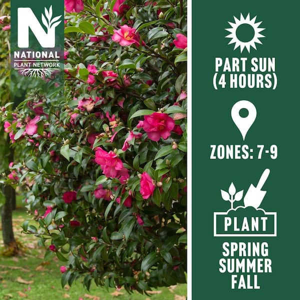 3 Gal. Camellia Shi Shi Shrub with Pink Flowers