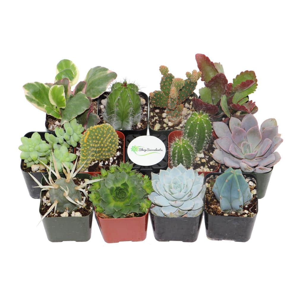 Shop Succulents 2 In. Cactus And Succulent (Collection Of 12) CS12 ...