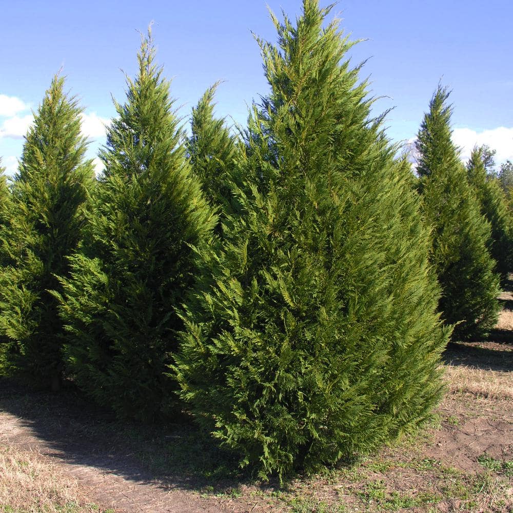 Leyland Cypress Cypley01g The Home Depot