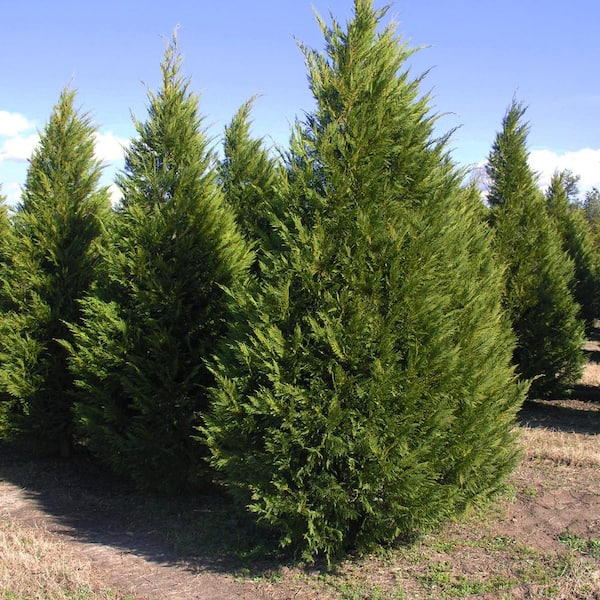 Unbranded 1 Gal. Leyland Cypress Evergreen Tree