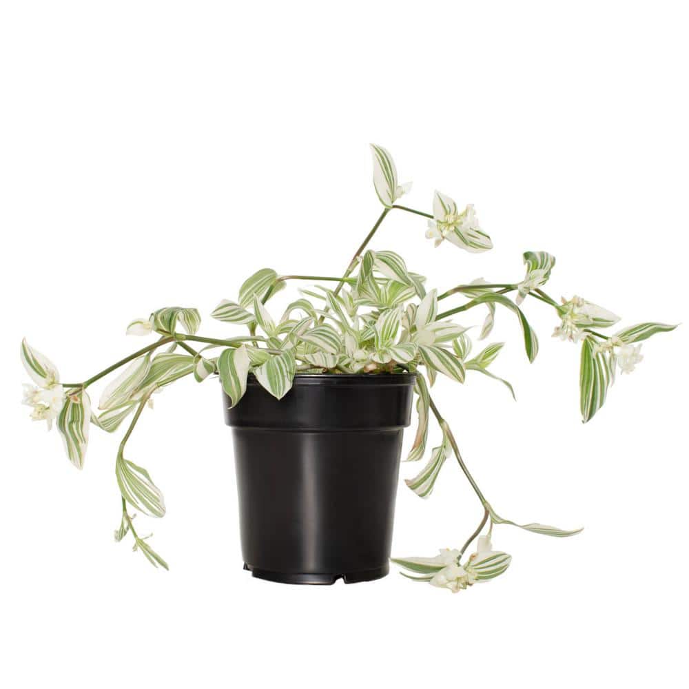 6 in. Tradescantia Pistachio White Succulent in Black Planter