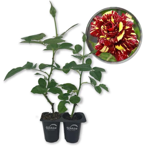Wekiva Foliage Abracadabra Rose Bush-2 Live Starter Plants in 2 in. Pots-Beautifully Fragrant Heirloom Rose from Florida