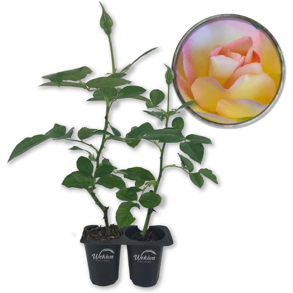 Pope John Paul II Rose Bush 4-Live Starter Plants in 2 in. Pots-Beautifully Fragrant Heirloom Rose from Florida price history on PriceWatchPro