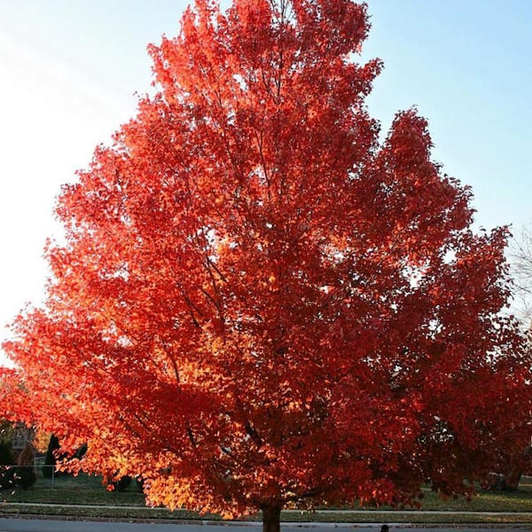 7 Gal. October Glory Maple Shade Tree