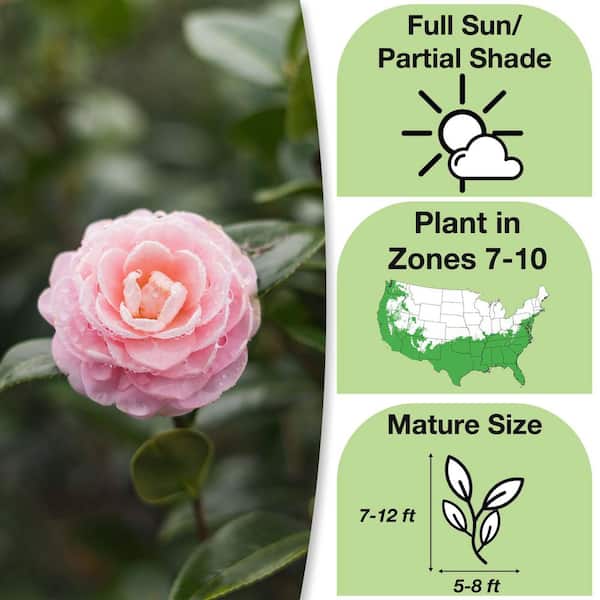 Perfect Plants 3. Gal Pink Perfection Camellia Flowering Shrub (2