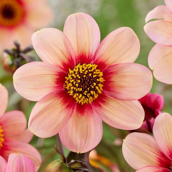 Garden State Bulb #1, HS Kiss Single Dahlia Flower Bulbs Bare Roots (Bag of 8)