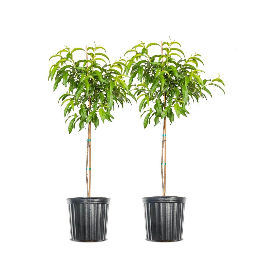 Perfect Plants 45 ft. June Gold Peach Tree 2-Pack THD00465 - The