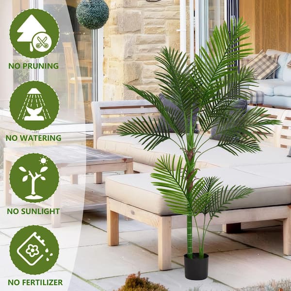 dracaena fragrans massangeana Cornstalk Corn Plant| Easy Care Indoor Corn Plant  Victory Nursery