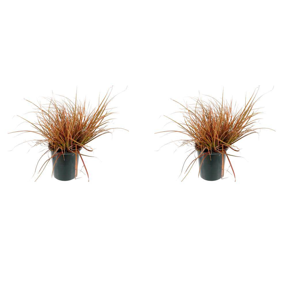 2.5 Qt. Carex Prairie Fire Perennial Plant with No Flowers – 2-Pack