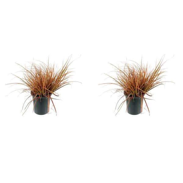 Unbranded 2.5 Qt. Carex Prairie Fire Perennial Plant with No Flowers – 2-Pack