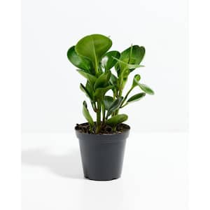 4 in. Baby Rubber Plant (Peperomia Obtusifolia) Plant in Small Grower Pot