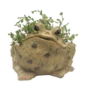 10-1/2 in. Toad Planter Garden Frog Statue (Holds 6 in. Pot)