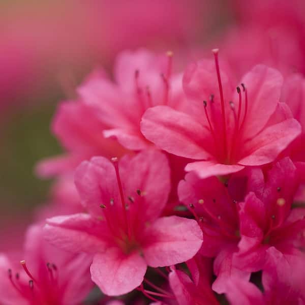 DIRECT GARDENING 1 Gal. Pot, Girard Rose Azalea, Live Broadleaf