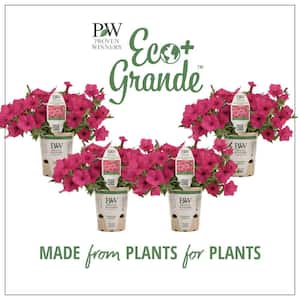 4.25 in. Eco+Grande Supertunia Vista Fuchsia (Petunia) Live Plant, Pink Flowers (4-Pack)