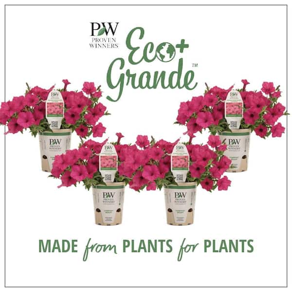 PROVEN WINNERS 4.25 in. Eco+Grande Supertunia Vista Fuchsia (Petunia) Live Plant, Pink Flowers (4-Pack)