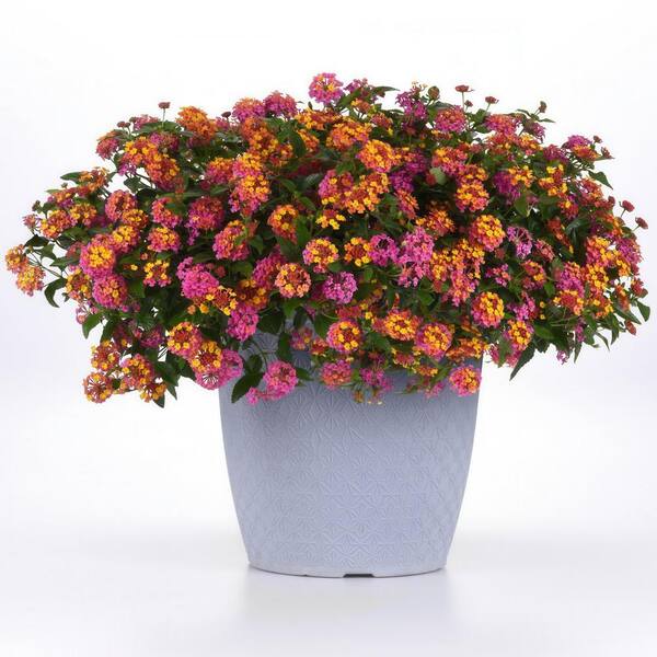 national PLANT NETWORK 2.5 in. Lantana Bloomify PassionFruit Plant