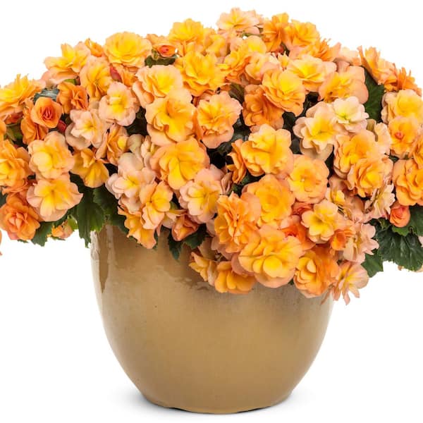 Proven Winners 4.25 in. Eco+ Grande Solenia Apricot Rieger Begonia