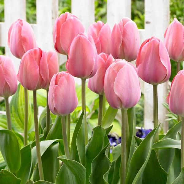 VAN ZYVERDEN Tulips Mystic Van Eijk (Set of 12) Bulbs 88037 - The