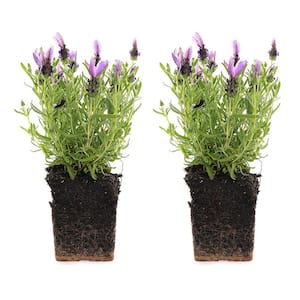 1.71 Pint Spanish Lavender Plant (2-Pack)
