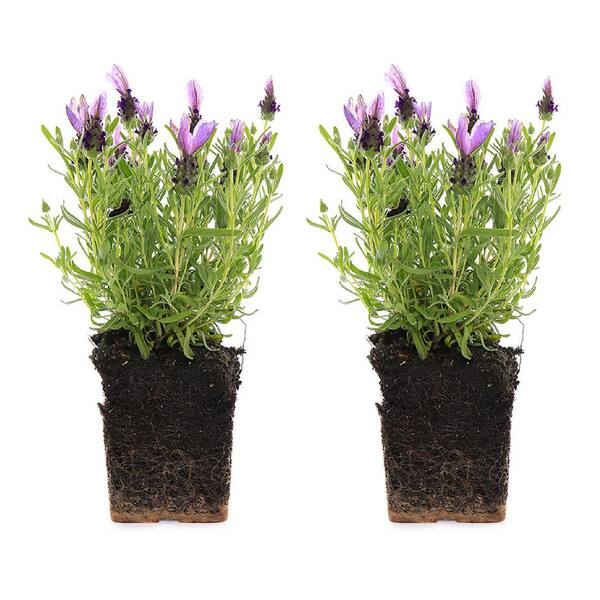 Vigoro 1.71 Pint Spanish Lavender Plant (2-Pack)