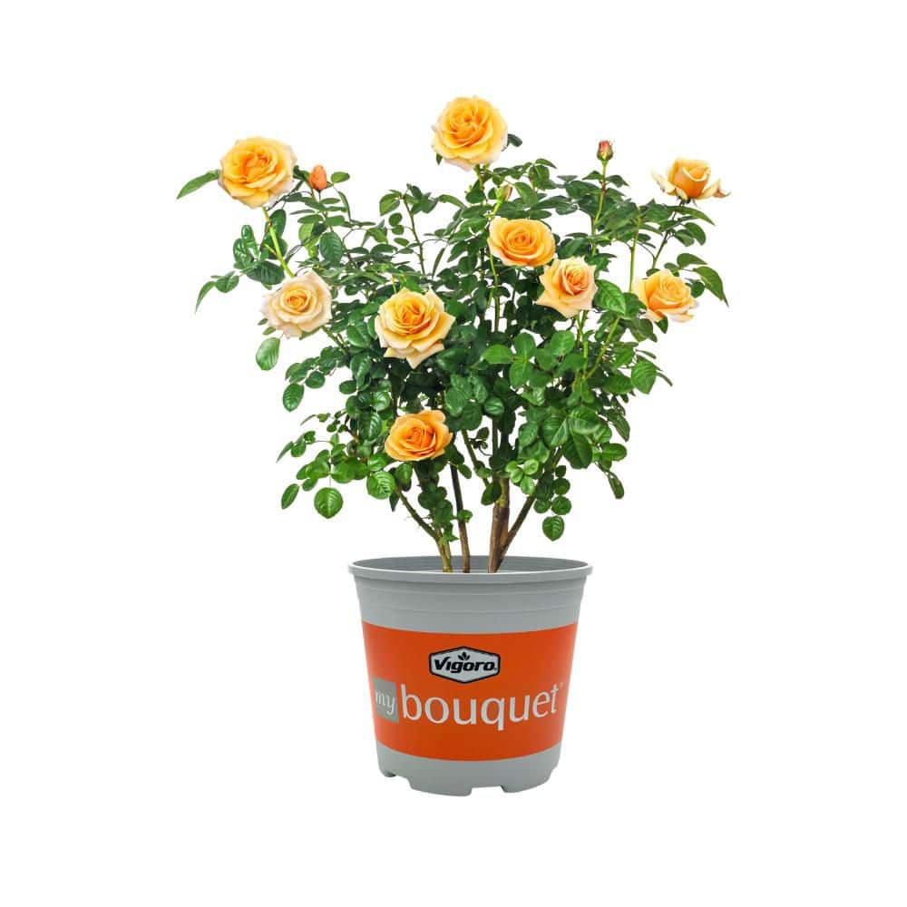 Rose roseカリモク THE FIRST RU-74 M＋オットマン rose-bushes-dc2gmyroset-