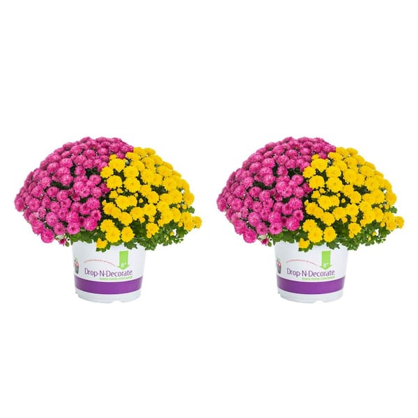 Metrolina Greenhouses Qt Yellow Purple Drop N Decorate Mum Chrysanthemum Mix Perennial Plant