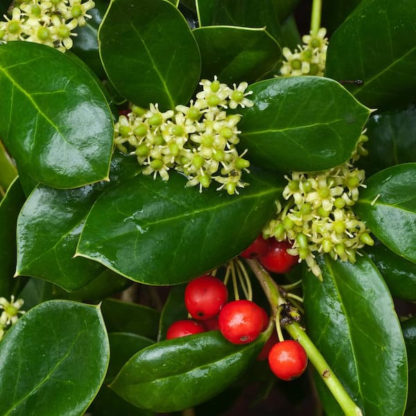 national PLANT NETWORK 2.5 qt. Holly Dwarf Burford Shrub
