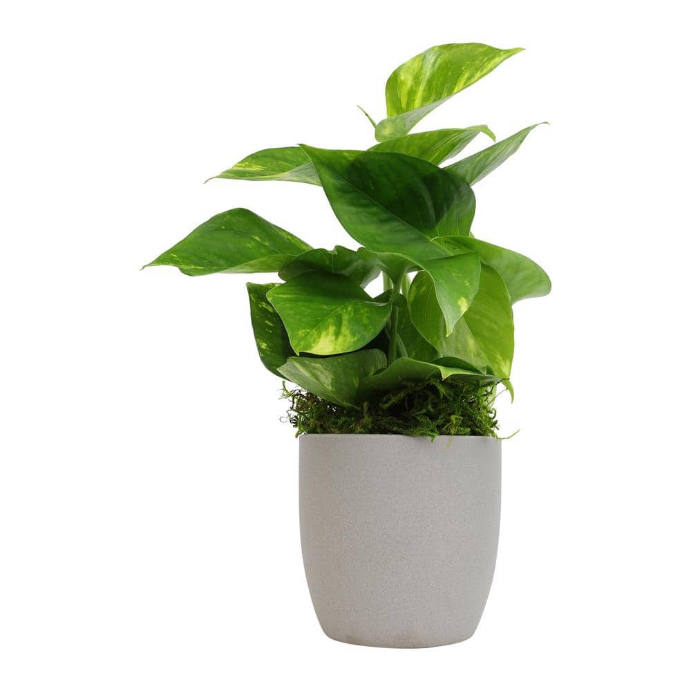 Golden Pothos in Brown Ceramic Planter, 4.25-Inch
