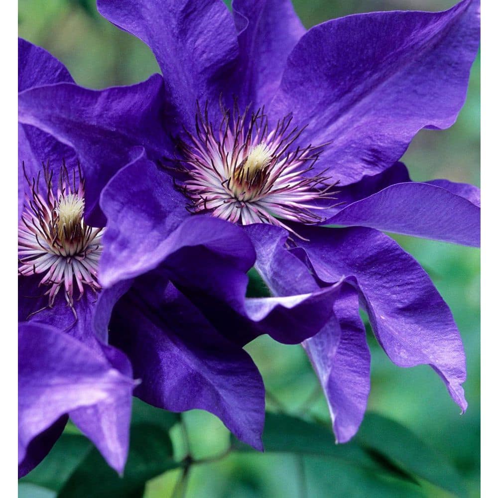 Clematis The President-3 Live Plants in 4 Inch Growers Pots-Clematis 'The President'-Beautiful Purple Blue price history on PriceWatchPro