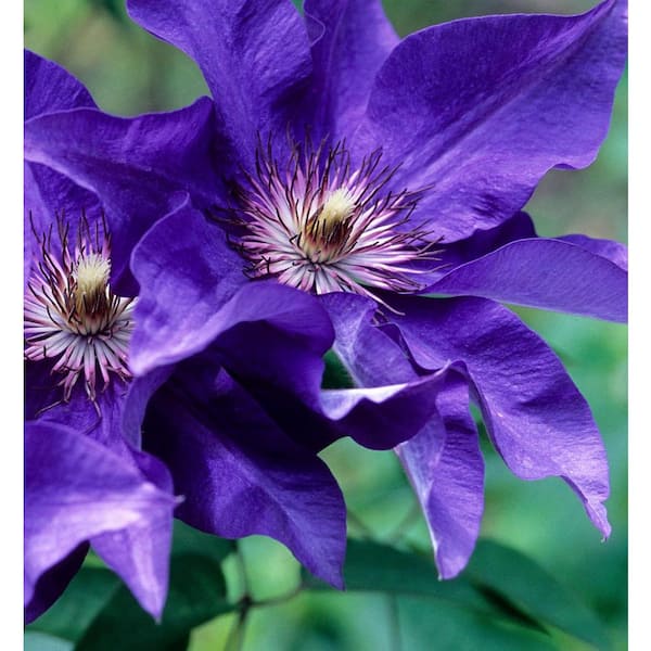Clematis The President-3 Live Plants in 4 Inch Growers Pots-Clematis 'The President'-Beautiful Purple Blue