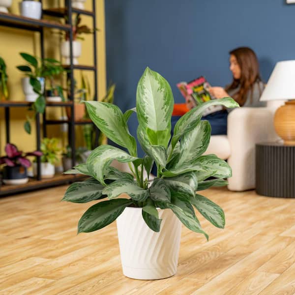 10 in. Aglaonema Chinese Evergreen Plant in Deco Pot