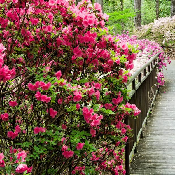 national PLANT NETWORK 2.25 Gal. Hinode Giri Azalea Plant with