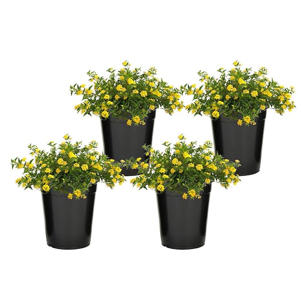ALTMAN PLANTS 1 Qt. Lantana New Gold Plant Collection (4-Pack)