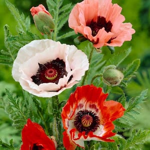 Poppies Mixed Roots (Pack of 5)