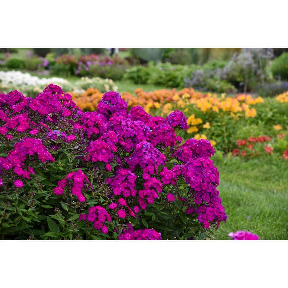 Reviews for PROVEN WINNERS 1 Gal. Luminary UltraViolet Sage Advice